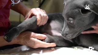 Puppy born without back feet gets leg up on life