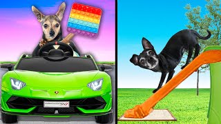 TREATING OUR DOGS LIKE KIDS FOR THE DAY