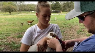 Ear Tagging The Baby Goats