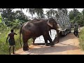 elephant unloading truck elephant wild srilanka