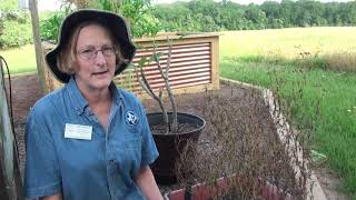 Harvesting Coriander Seed