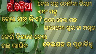 #muodia  ବେଲଗଛ କିଏ ? ବେଲପତ୍ର ତୋଳିବା ନିୟମ ଏବଂ ମନ୍ତ୍ର ॥ ବେଲଗଛର ପୂଜା ବିଧି ॥