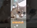 【ご機嫌いかが？子猫】ニャルソックしながらご機嫌な茶白の子猫ジャムがこちらです。　 保護猫 　 cat