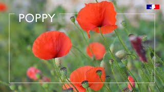 Poppies: beware of poisoning from contaminated hay