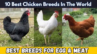 Top 10 Dual-Purpose Chicken Breeds for Eggs and Meat