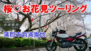 【蒲郡】西浦園地♡桜を見てきたよ【モトブログ】お花見プチツーリング【バイク女子】