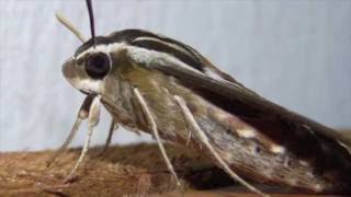 REU: White-lined Sphinx Moth Oviposition Experiment