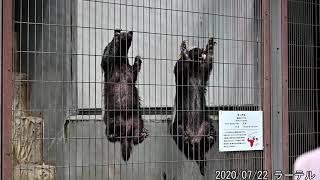 蜂蜜貰ったラーテル ratel 東山動植物園 2020/07/22