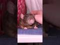 Pet Rat Petting 🐀❤️ Gentle Rat Duke ❤️ #cuterat #petrat #domesticrat