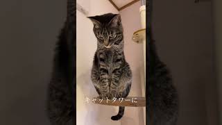 ニャンズ大集合😸