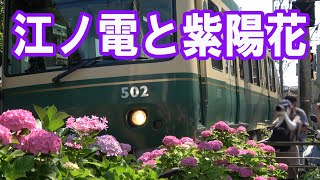 江ノ電と紫陽花　長谷駅付近と御霊神社前