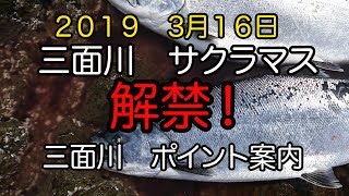 2019 いよいよ三面川サクラマス解禁！事前に、ポイント紹介しちゃいます！