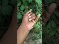 cool bright green insect insects lakh nature acapella