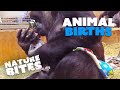 Extraordinary Animal Births: Elephants, Kangaroos, Orangutans, and more| Nature Bites