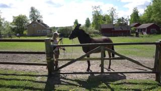 Muulin hakeminen tarhasta/ haltering mule 22.5.2016