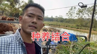 大家都说养牛不挣钱，自繁自养种养劳逸结合。年挣百万就不是梦~每天分享农村生活【90大叔农人啊豪】