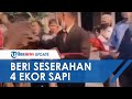 Viral Video Pernikahan 'Sultan Nganjuk' Beri Seserahan 4 Ekor Sapi, Mertua Enggan Disebut Sultan