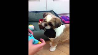 籌廿萬 ( Shih tzu，西施犬，西施狗 )