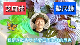 啃食葉子的擬尺蠖 / Semilooper｜芝麻葉 / 깻잎 / 韓國烤肉專用紫蘇｜水插法應用