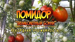 Помидор , сорт Великолепный Бонни! Рекордная урожайность.