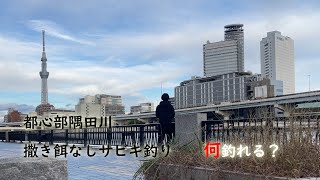 コノシロが釣りたい！！浅草周辺でサビキ釣り（撒き餌なし）