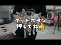 生後3ヶ月の預かり子猫。母猫のことが忘れられないみたいです…【段ボール箱に捨てられてた子猫との生活9日目】