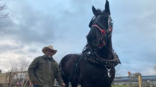 Getting the logging horses ready for Christmas carriage rides.