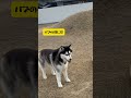 【パリピ子豚🐷】柴犬大御所 シベリアンハスキー dog shortvideo youtubeshorts 柴犬 short おもしろ