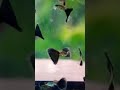 metallic black lace male guppies 2020 beautiful short video