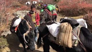 Yak Caravan Life style Tibet - Amazing Mountain Trip