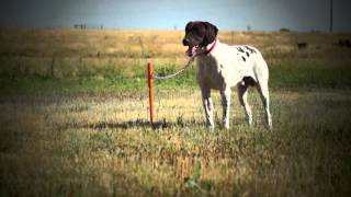 FieldKing Dog Stakeout