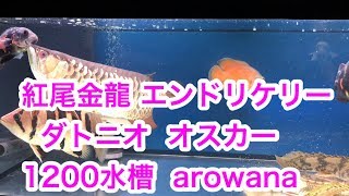 1200水槽 紅尾金龍 エンドリケリー ダトプラ オスカー