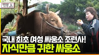 [다큐 ‘가족’ 40회 上] 국내 최초 여성 싸움소 조련사! 자식만큼 귀한 싸움소