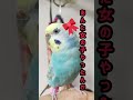 インコちゃんについ「ツッコミ」を入れたくなるあるある①　 セキセイインコ コザクラインコ インコ かわいいですねぇ ツッコミ