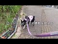 2024年夏にオレオ家に起こった出来事の記録 犬の腎臓病@oreo_channel