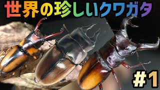 【動く昆虫図鑑】世界の珍しいクワガタやカブトムシをじっくり観察してみようシリーズ！【第１弾】