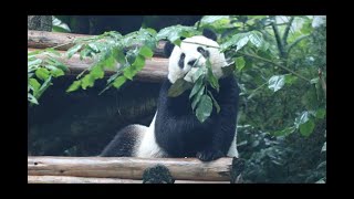 20211108 圓仔紫檀大進補 睡前安神功效足(早餐下) Giant Panda Yuan Zai