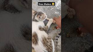 Oreo solli தரான் 🤣 #cats#cuteanimals#funny#viralvideo#trending