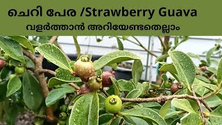 ചെറി പേര /Strawberry Guava growing guide in Malayalam.