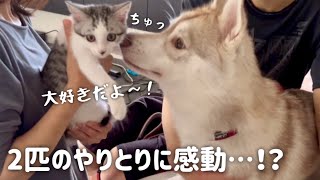 【子猫との対面】ハスキーに構ってほしい子猫が可愛すぎる…【シベリアンハスキー】【保護猫/捨て猫】