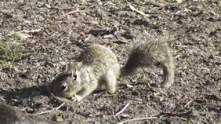 American Wildlife --- squirrels foraging