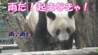 10/11シャンシャン寝てたのに突然起きた！大好きな雨が降ってきてから気になった？上野動物園【パンダ生活チャンネル】