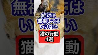 【絶対に無視してはいけない】猫の行動4選を獣医師が解説 #保護猫 #獣医師 #cat #猫 #ネコ #ねこ #ねこのいる生活 #猫のいる暮らし #猫動画 #愛猫 #猫好きさんと繋がりたい