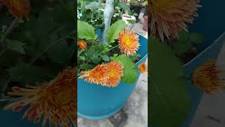 ছাদ বাগান এখন যেন ফুল বাগান হয়ে গেছে #garden #rooftopgarden #viralvideo #flowers