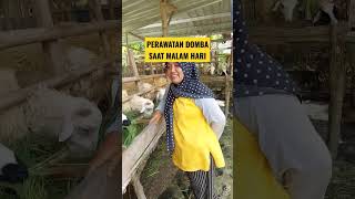 PERLU DI INGAT JAM PEMBERIAN PAKAN PADA DOMBA || PETERNAK PEMULA #yearofyou #domba #ideusaha