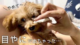 赤ちゃん犬🐶初めて目やにを拭きます！嫌がるダップーvs飼い主【子犬0歳♀ダップー】