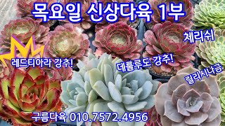 구름다육 신상다육이왔어요!누다군생, 레드티아라, 축전, 로라군생, 상아, 라우이, 데룰루, 체리쉬가 돌아왔습니다! 구름다육 010.7572.4956   목요일 1부 *유료광고포함*