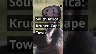 5 Most Popular Country for African Safari | #shorts