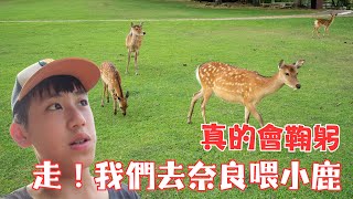 我們去奈良喂小鹿，仿佛到了童話世界，真的會鞠躬｜旅行vlog