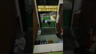 今日もごはん出来るまでおそと組　#shorts　#黒柴エース　#柴犬